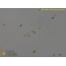 Pycnococcus provasolii
