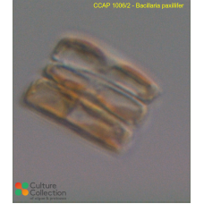 Bacillaria paxillifer