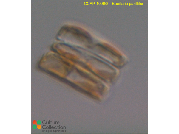 Bacillaria paxillifer Bacillaria paxillifer