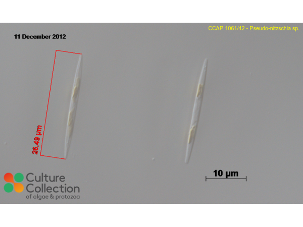 Pseudo-nitzschia sp. Pseudo-nitzschia sp.