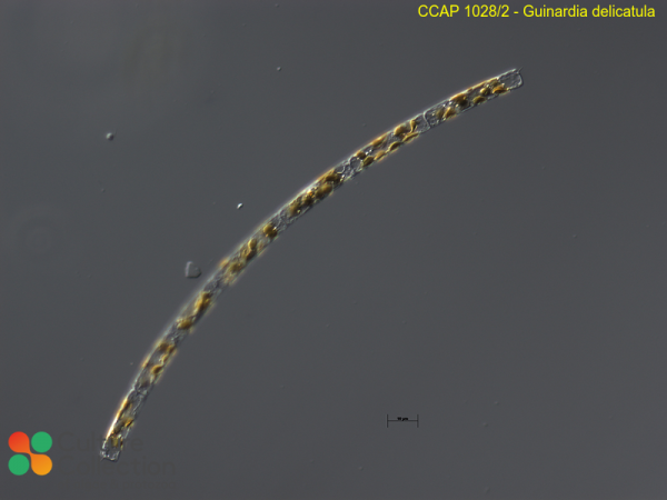 Guinardia delicatula