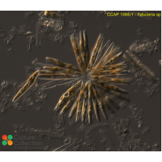 Tabularia sp.