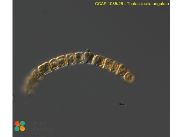 Thalassiosira angulata
