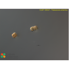 Thalassiosira antarctica