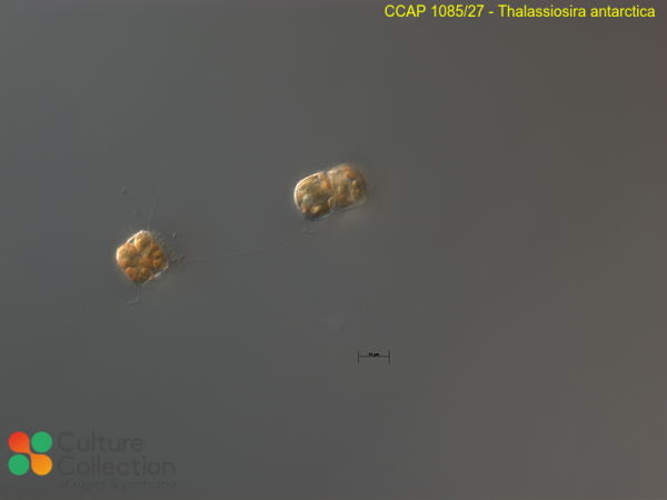 Thalassiosira antarctica