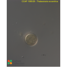 Thalassiosira eccentrica