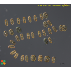 Thalassiosira gravida