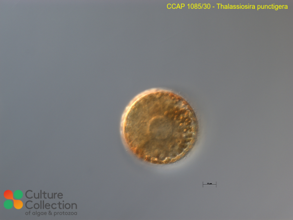 Thalassiosira punctigera