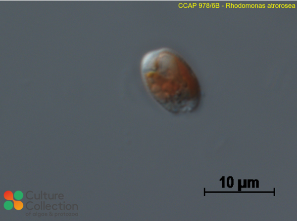 Rhinomonas reticulata var. atrorosea