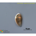 Cryptomonas pyrenoidifera