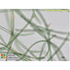 Tolypothrix distorta