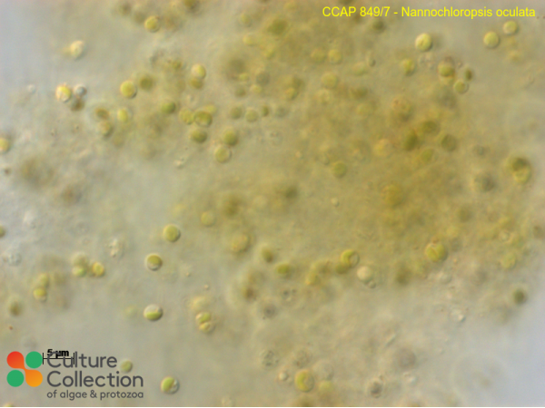 Nannochloropsis oculata