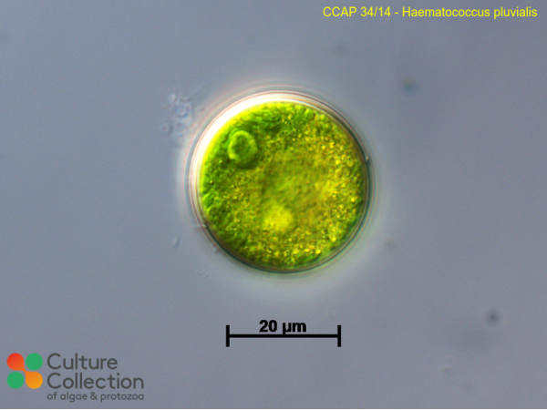 Haematococcus lacustris