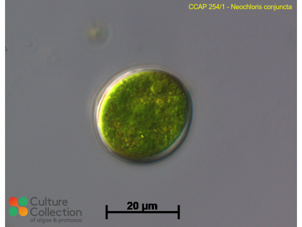 Neochloris conjuncta