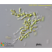 Stichococcus bacillaris