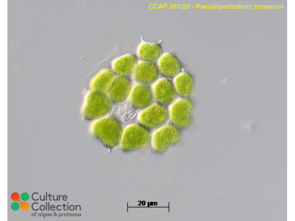 Pseudopediastrum boryanum