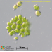 Pseudopediastrum boryanum