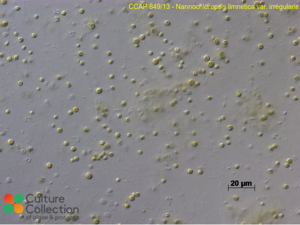 Nannochloropsis limnetica var. irregularis