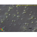 Nannochloropsis limnetica var. irregularis