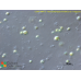 Nannochloropsis limnetica var. irregularis