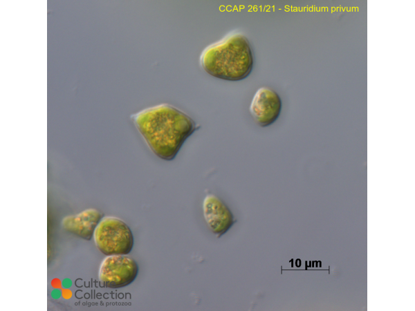 Stauridium privum