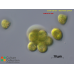 Stauridium privum