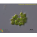 Pseudopediastrum boryanum