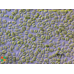 Pseudodidymocystis planctonica