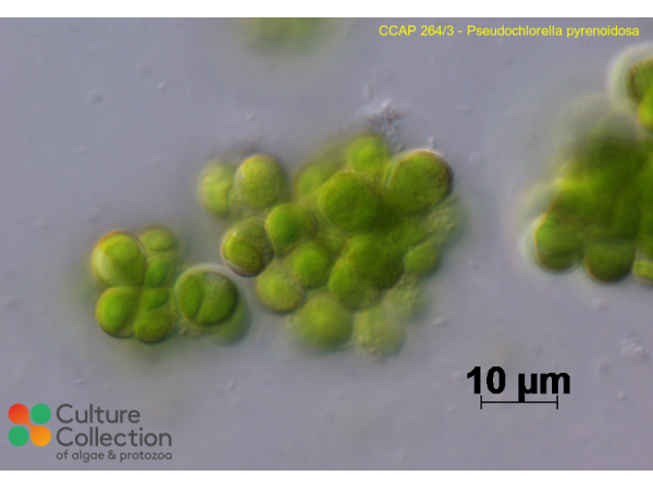 Pseudochlorella pyrenoidosa