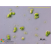 Pseudochlorella pyrenoidosa