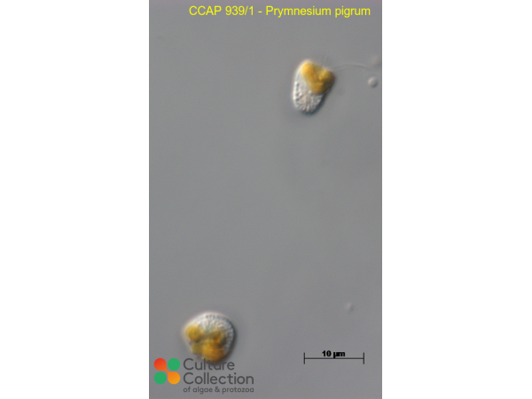 Prymnesium pigrum