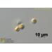 Prymnesium pigrum
