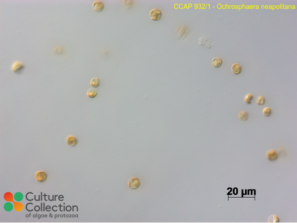 Ochrosphaera neapolitana Ochrosphaera neapolitana