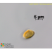 Prymnesium parvum