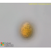 Prymnesium parvum