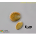 Prymnesium parvum