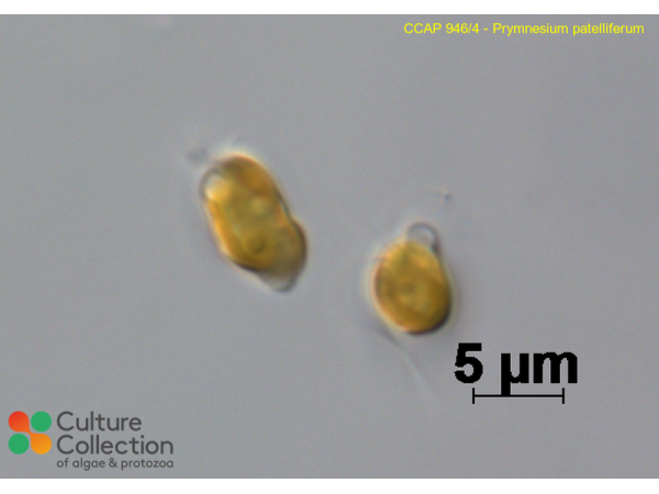Prymnesium patelliferum