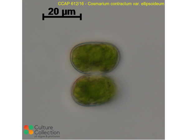 Cosmarium contractum var. ellipsoideum