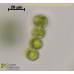 Cosmarium contractum var. ellipsoideum