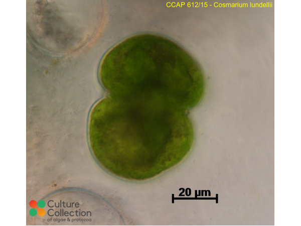 Cosmarium lundellii