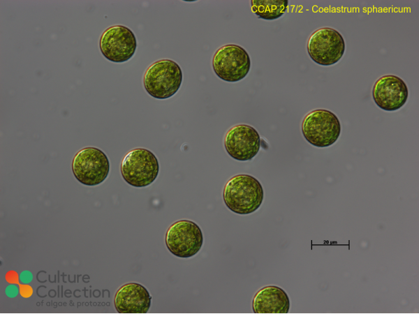 Coelastrum sphaericum