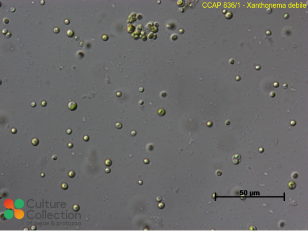 Xanthonema debile