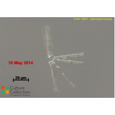 Asterionella formosa