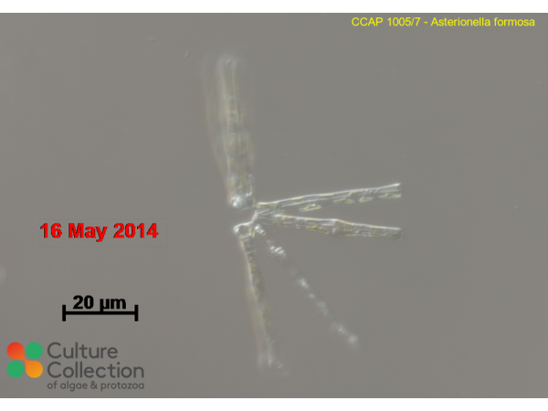 Asterionella formosa
