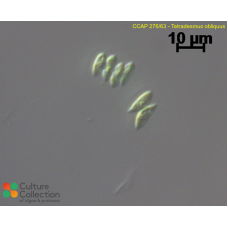 Tetradesmus obliquus