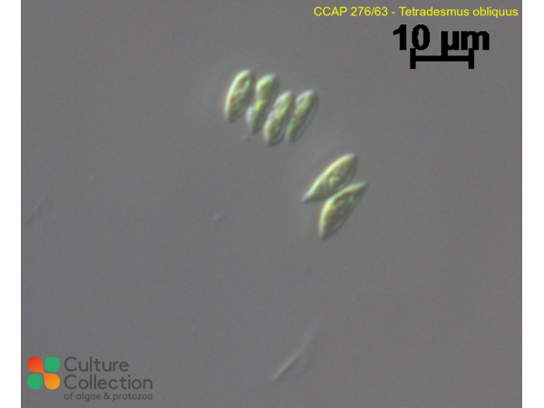 Tetradesmus obliquus