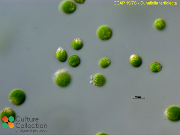 Dunaliella tertiolecta Dunaliella tertiolecta