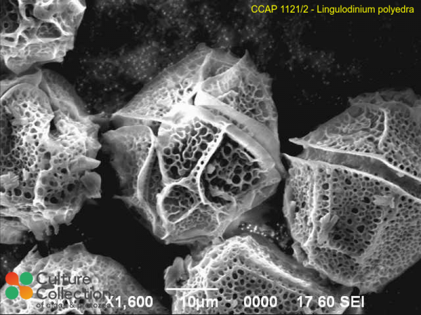 Lingulaulax polyedra