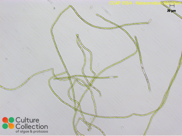 Klebsormidium flaccidum