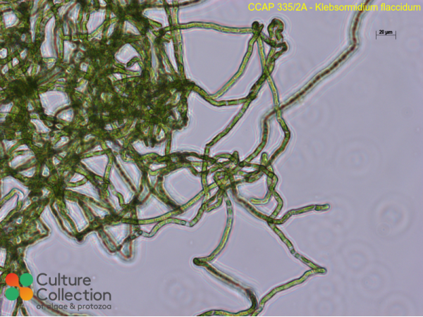 Klebsormidium flaccidum